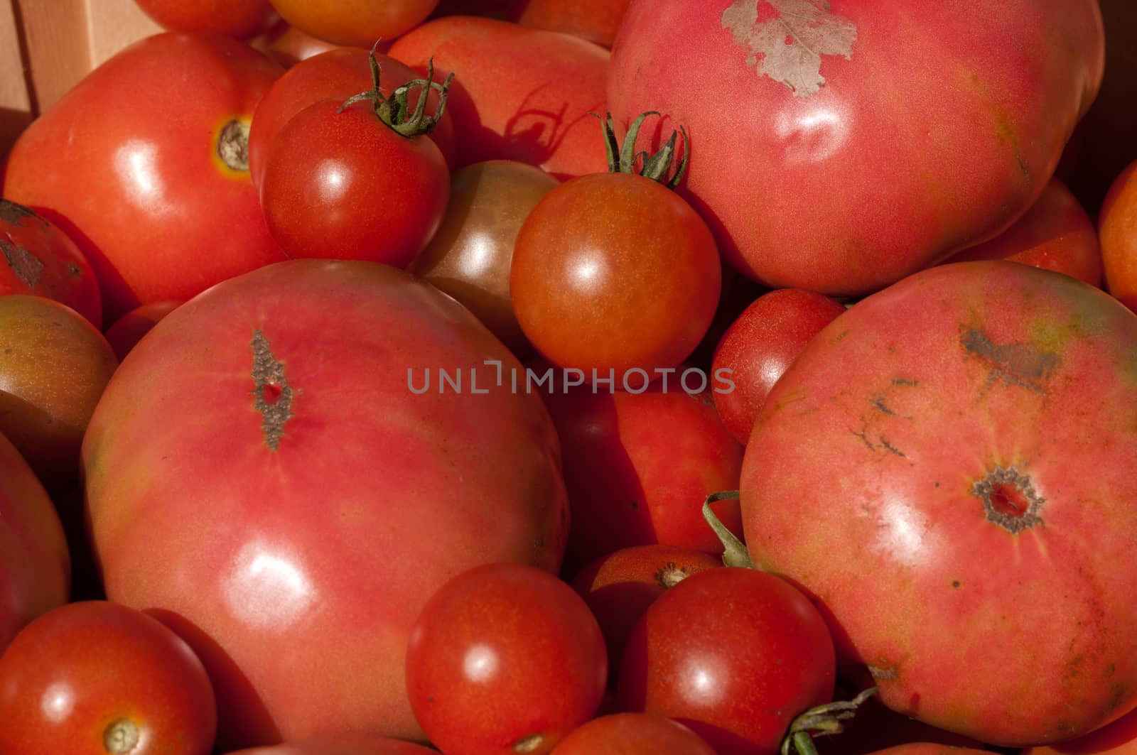 Bushel basket filled with freshly hand picked organic tomatoes at a local farm.