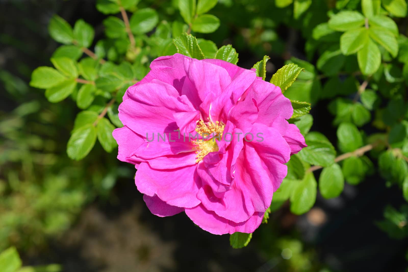 Rugosa rose by nahhan