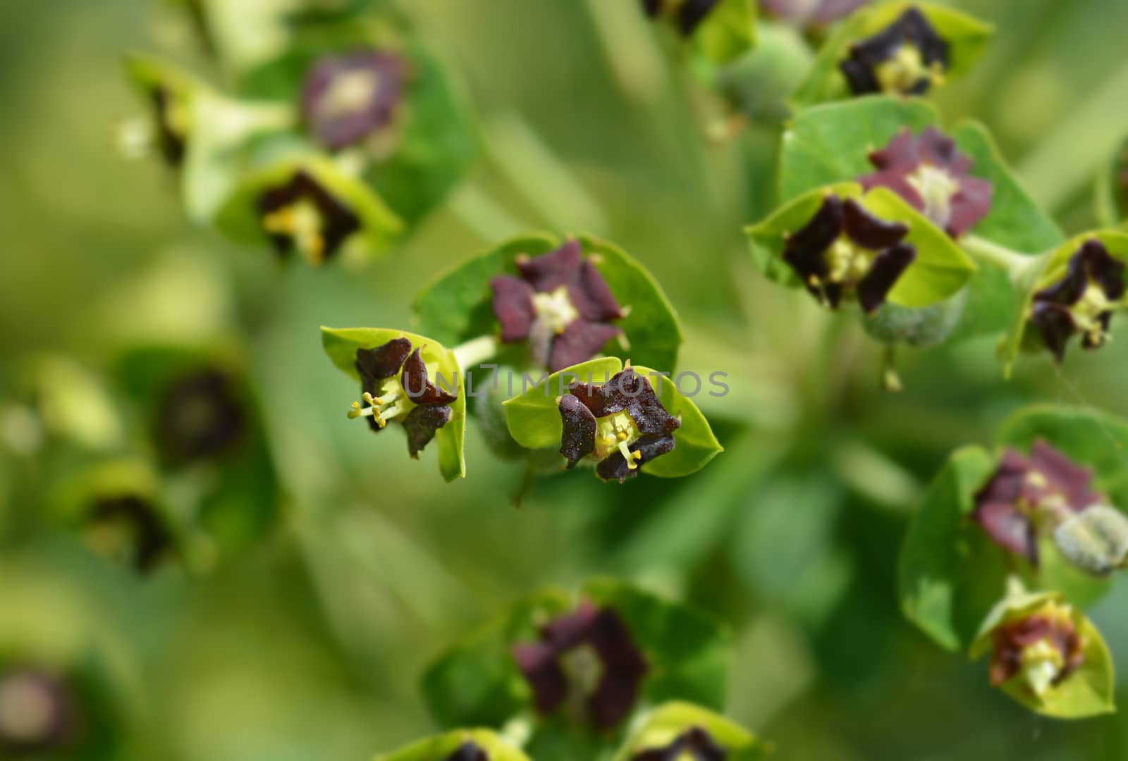 Spurge Black Pearl - Latin name - Euphorbia characias Black Pearl