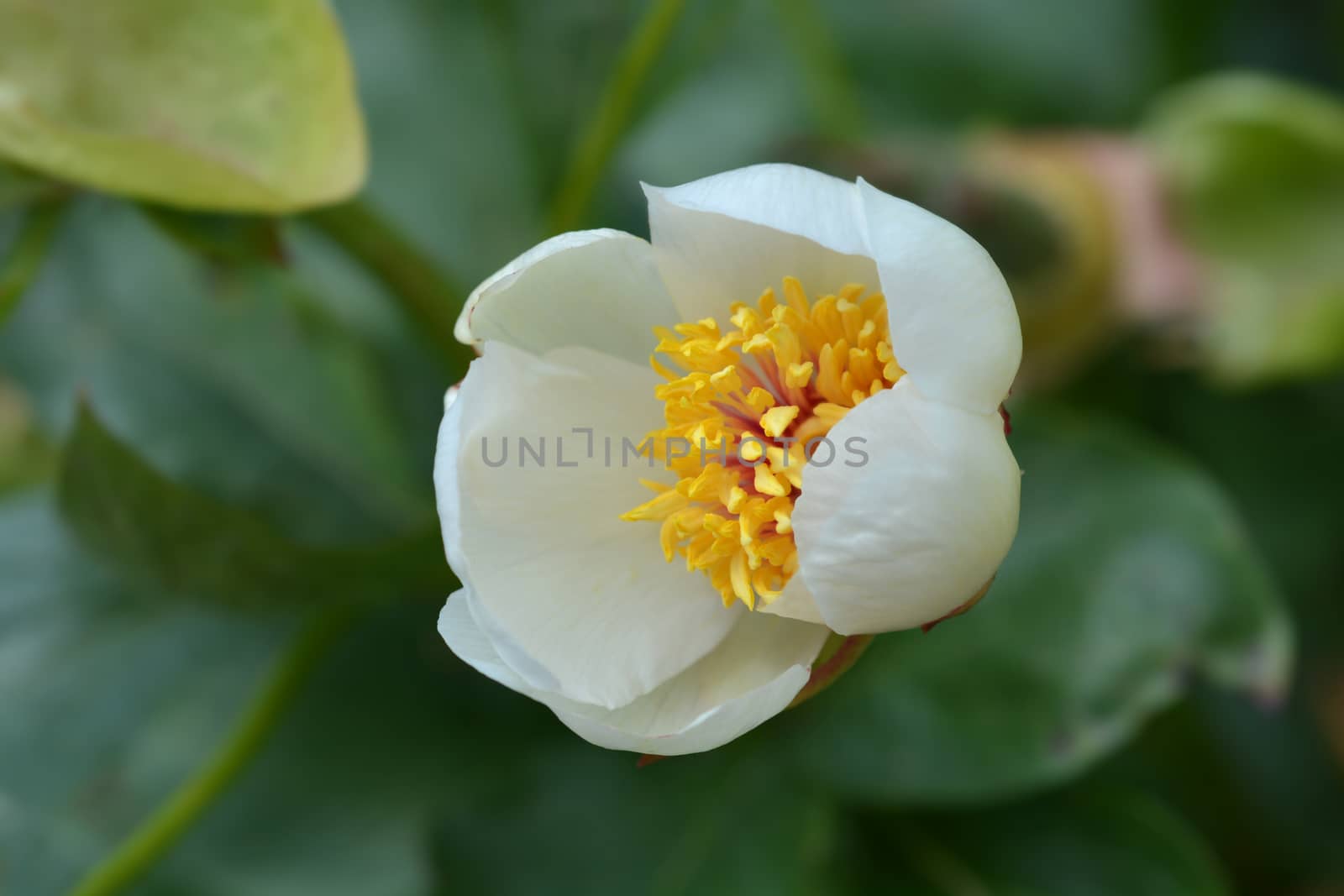White Fragrant peony - Latin name - Paeonia lactiflora