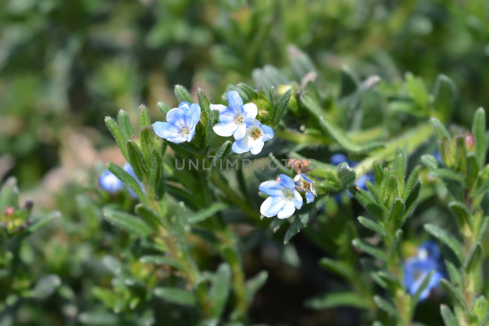 Scrambling gromwell - Latin name - Glandora diffusa (Lithodora diffusa)