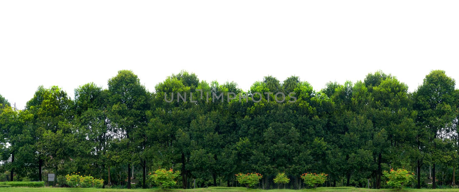 Panorama tree White background Banner