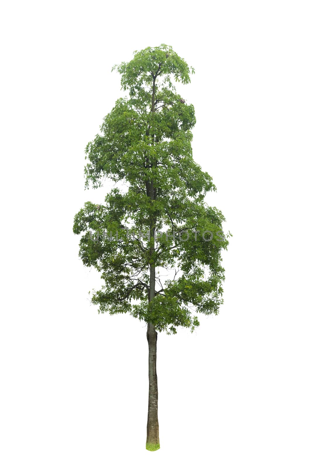 Isolated Clipping Path trees on white background Two early