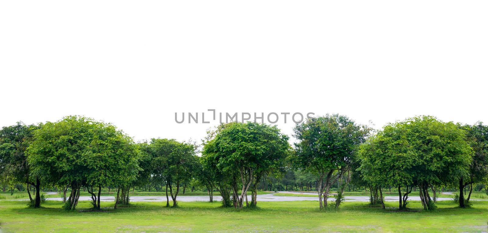 Panorama tree White background Banner by sarayut_thaneerat