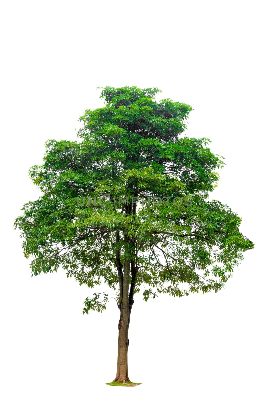 Isolated Clipping Path trees on white background Two early by sarayut_thaneerat