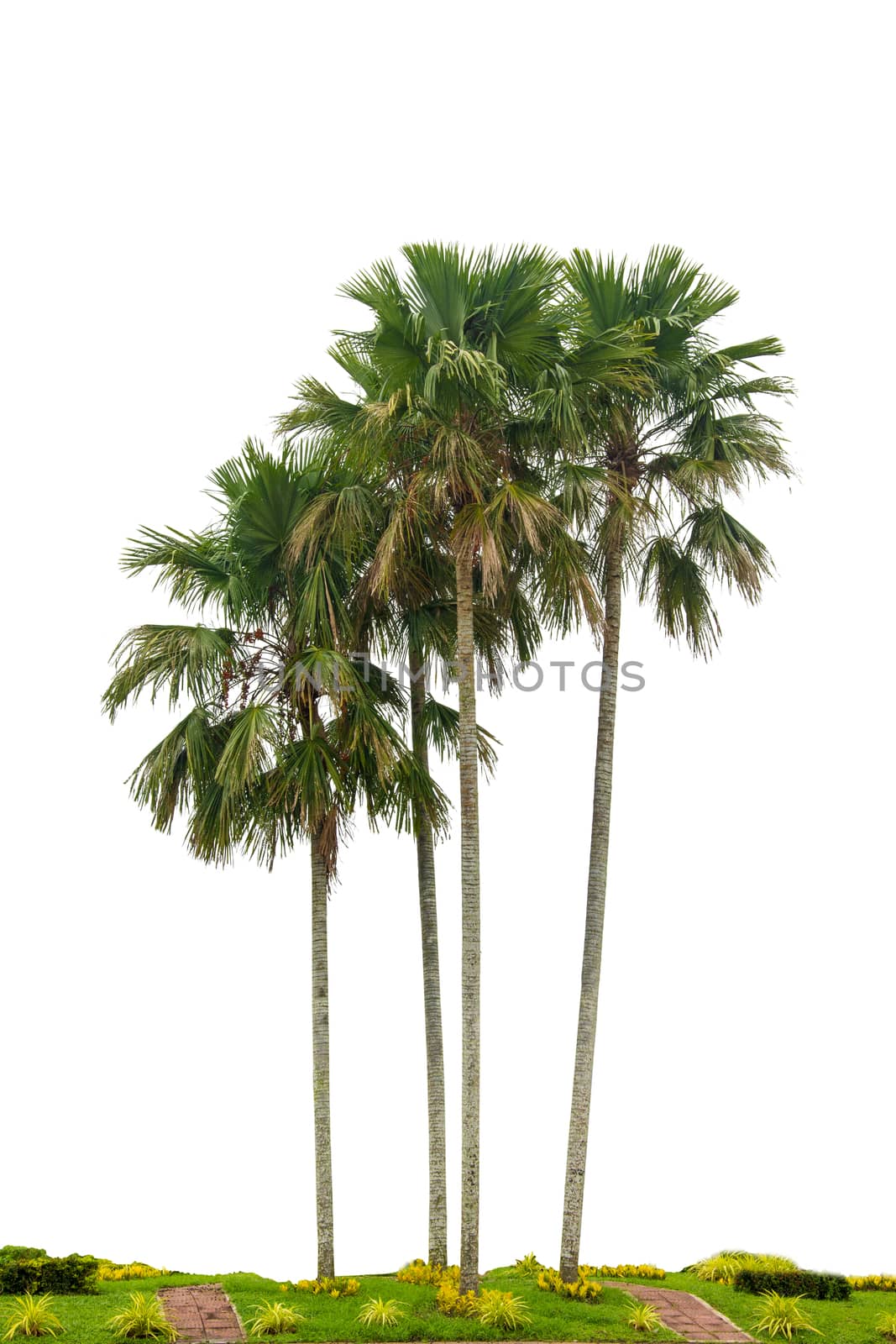 Palm Tree group Isolated trees on white background  Used in architectural decoration