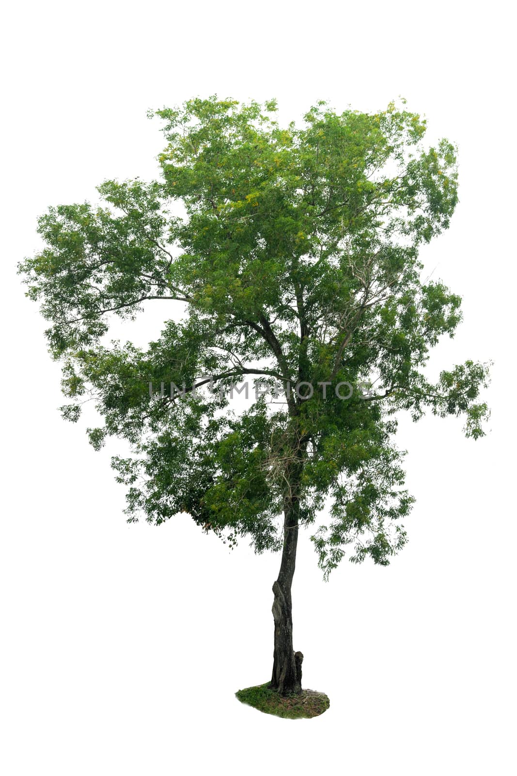 Isolated trees on white background  early