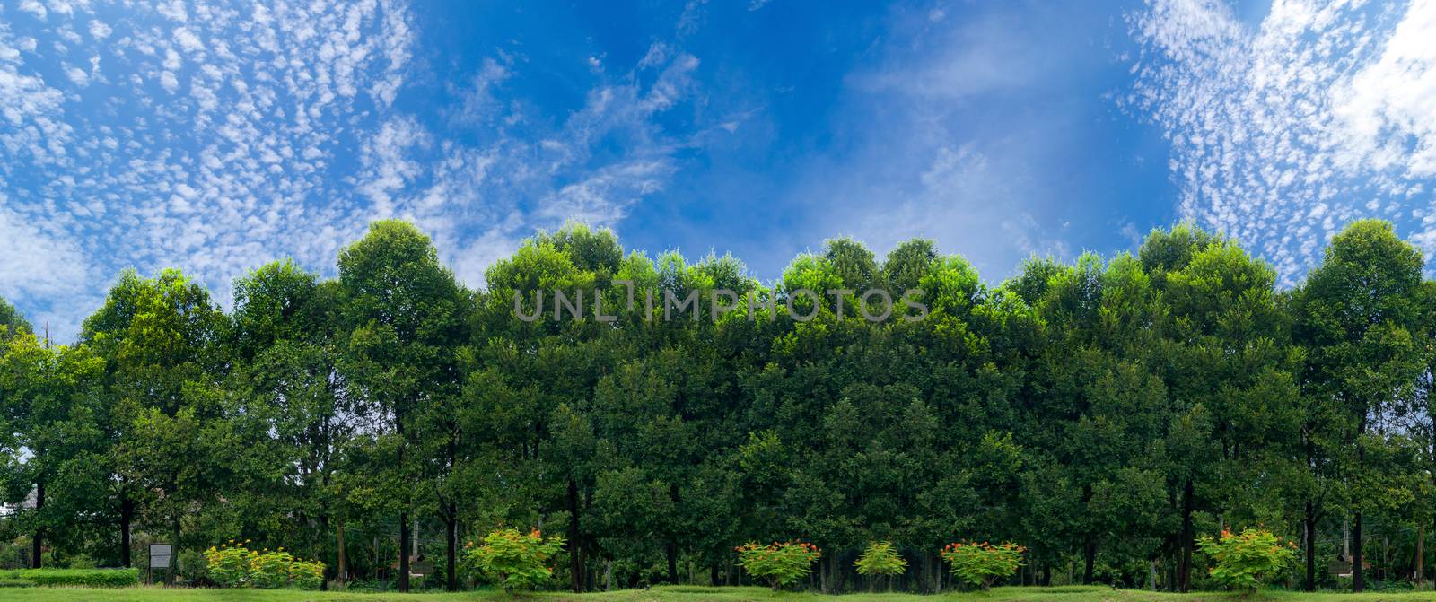 Panorama tree clear sky Banner
