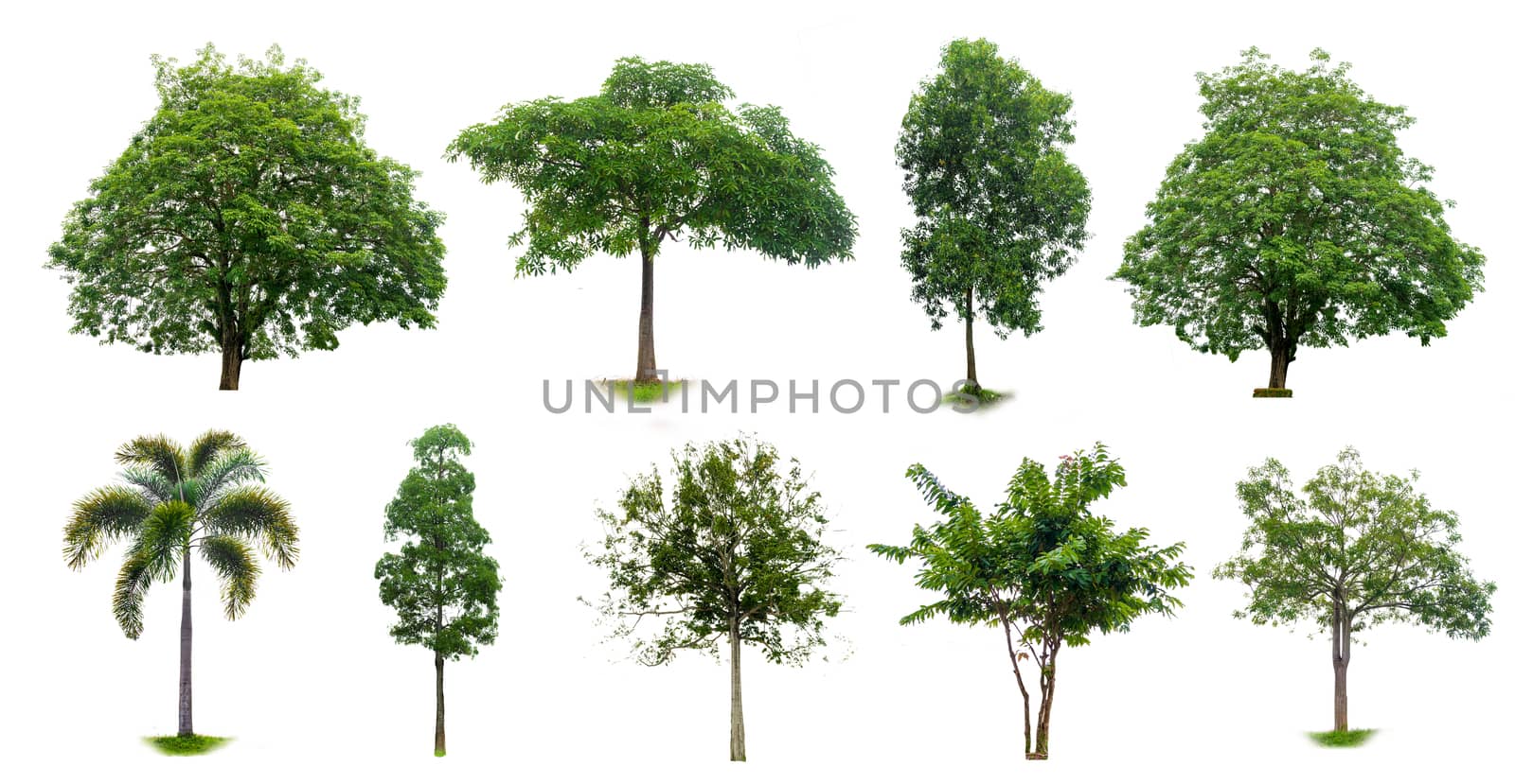 Isolated  trees on white background by sarayut_thaneerat