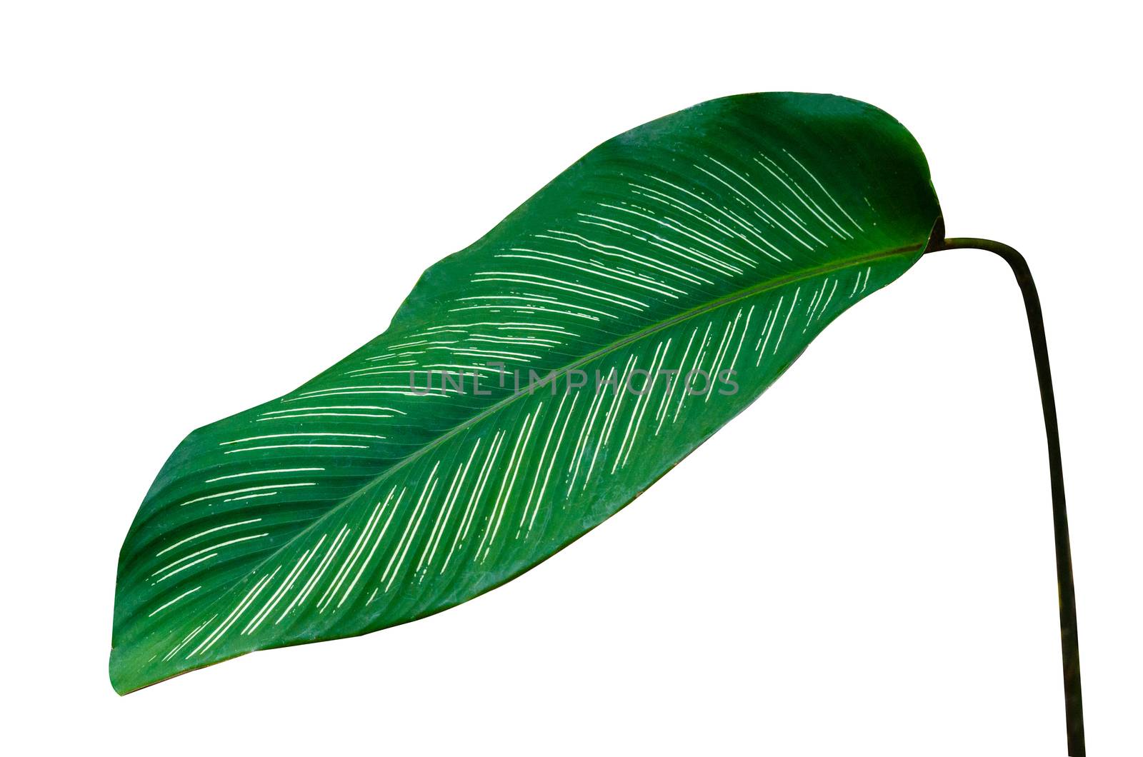 Leaves Calathea ornata pin stripe background White Isolate