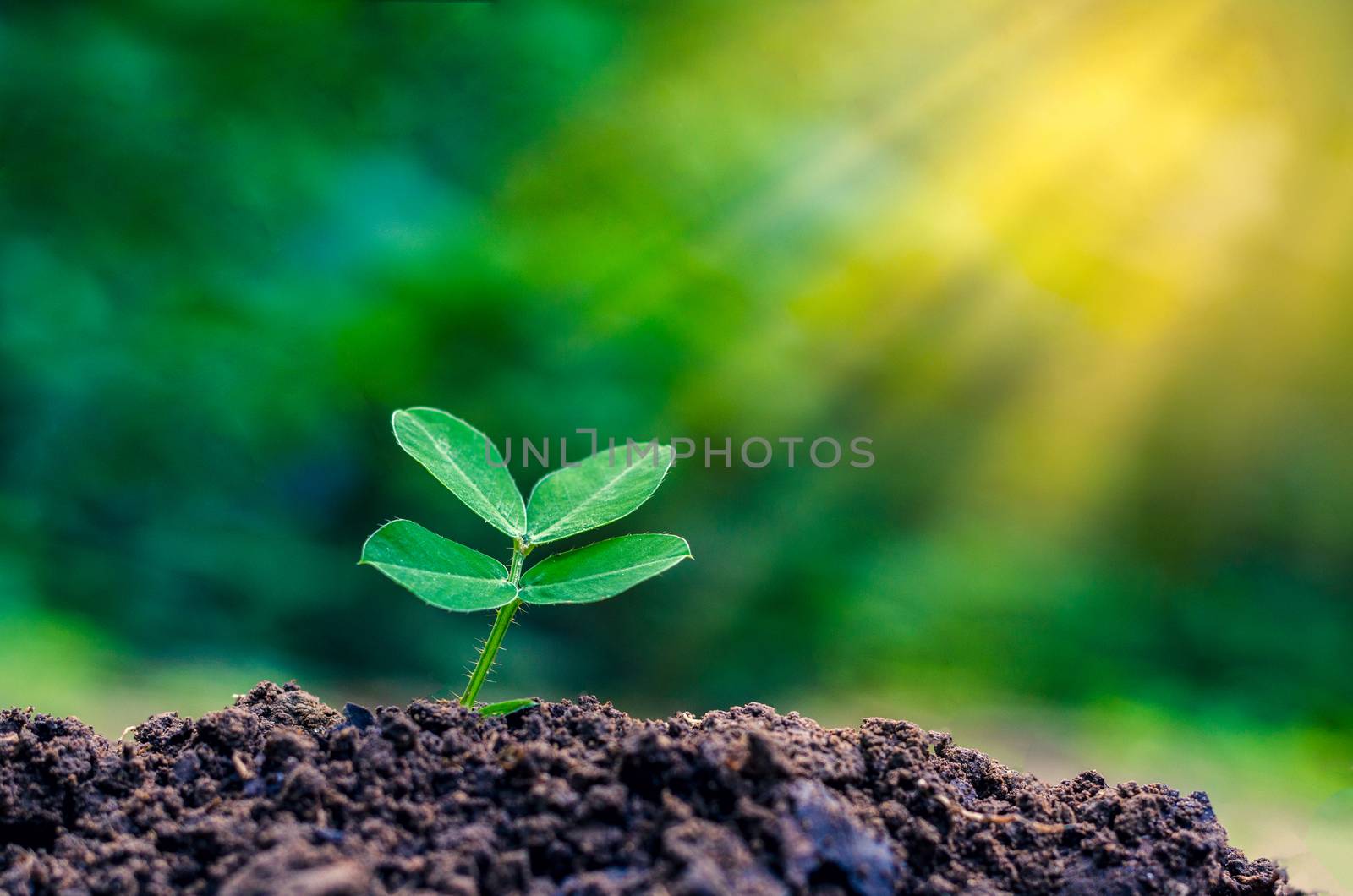 World Environment Day Planting seedlings young plant in the morning light on nature background