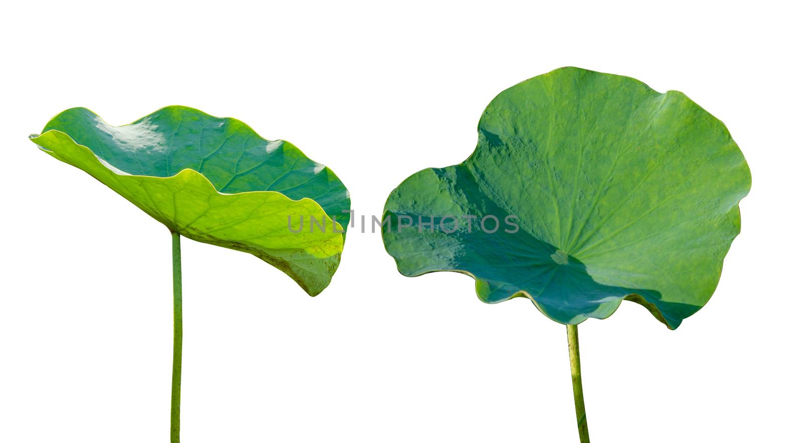 Lotus leaf Isolate 2 collection of white background