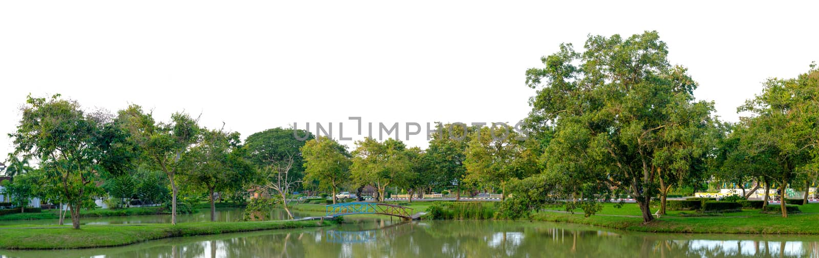 Panorama tree White background Banner