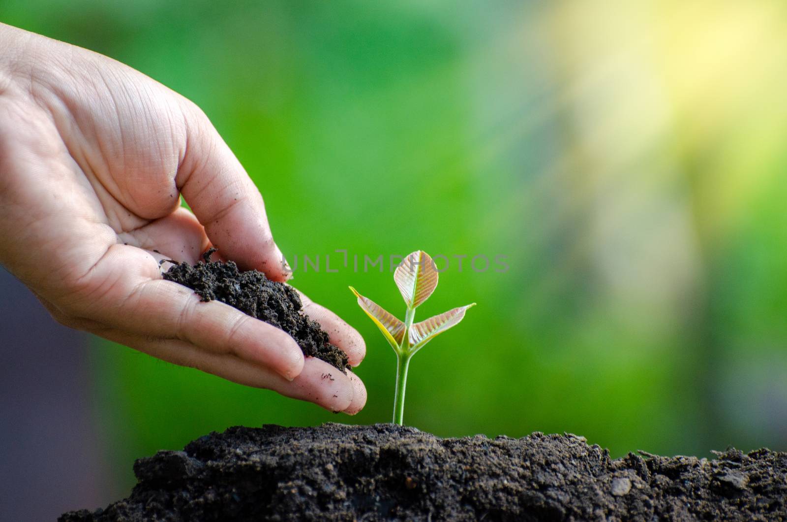 tree sapling hand planting sprout in soil with sunset close up male hand planting young tree over green background by sarayut_thaneerat