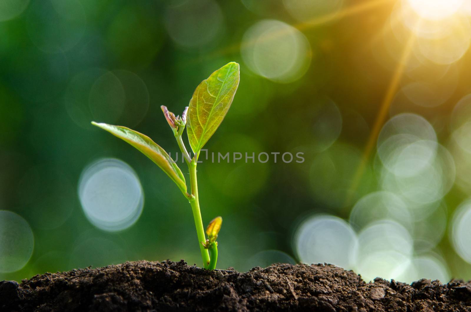 Planting seedlings young plant in the morning light on nature background by sarayut_thaneerat