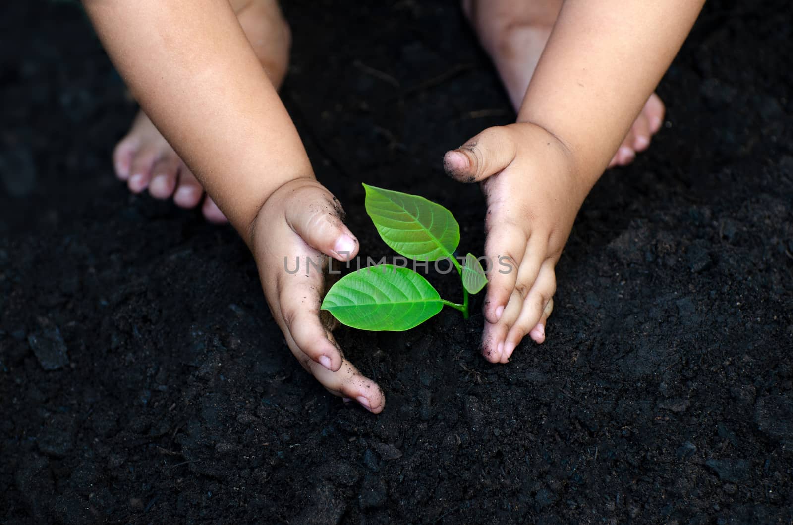 tree sapling Baby Hand On the dark ground, the concept implanted children's consciousness into the environment