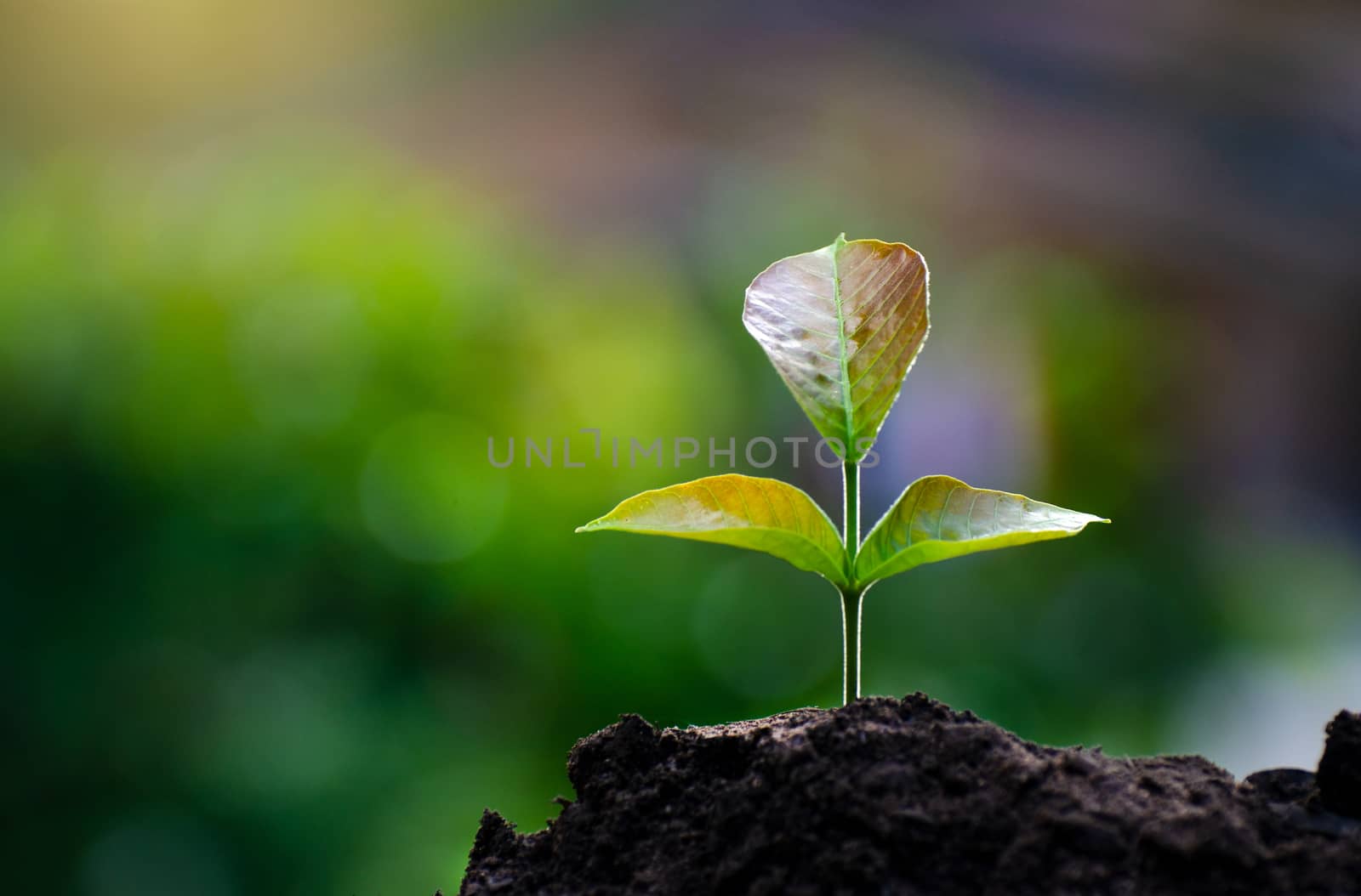 Planting seedlings young plant in the morning light on nature background