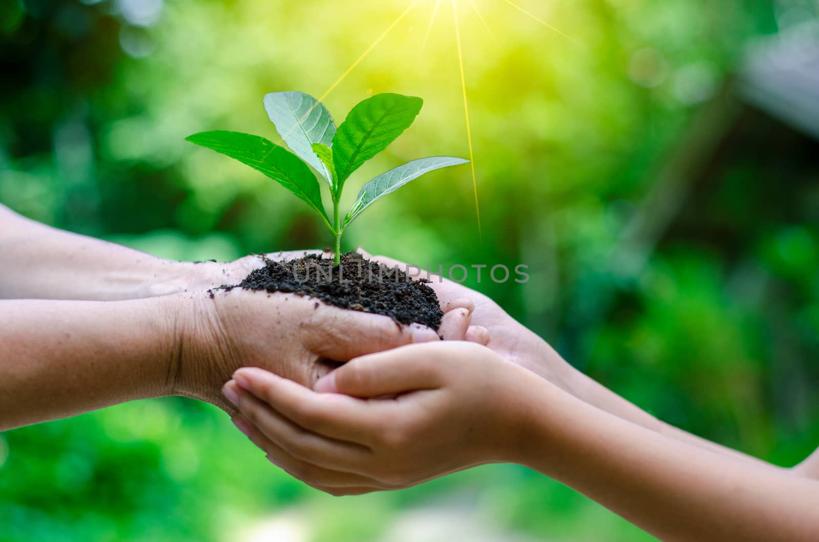 Adults Baby Hand tree environment Earth Day In the hands of trees growing seedlings. Bokeh green Background Female hand holding tree on nature field grass Forest conservation concept by sarayut_thaneerat