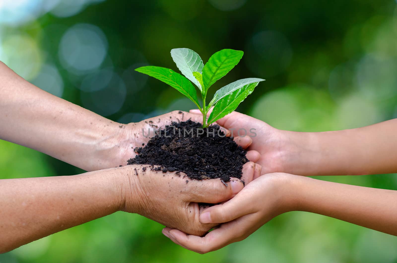 Adults Baby Hand tree environment Earth Day In the hands of trees growing seedlings. Bokeh green Background Female hand holding tree on nature field grass Forest conservation concept