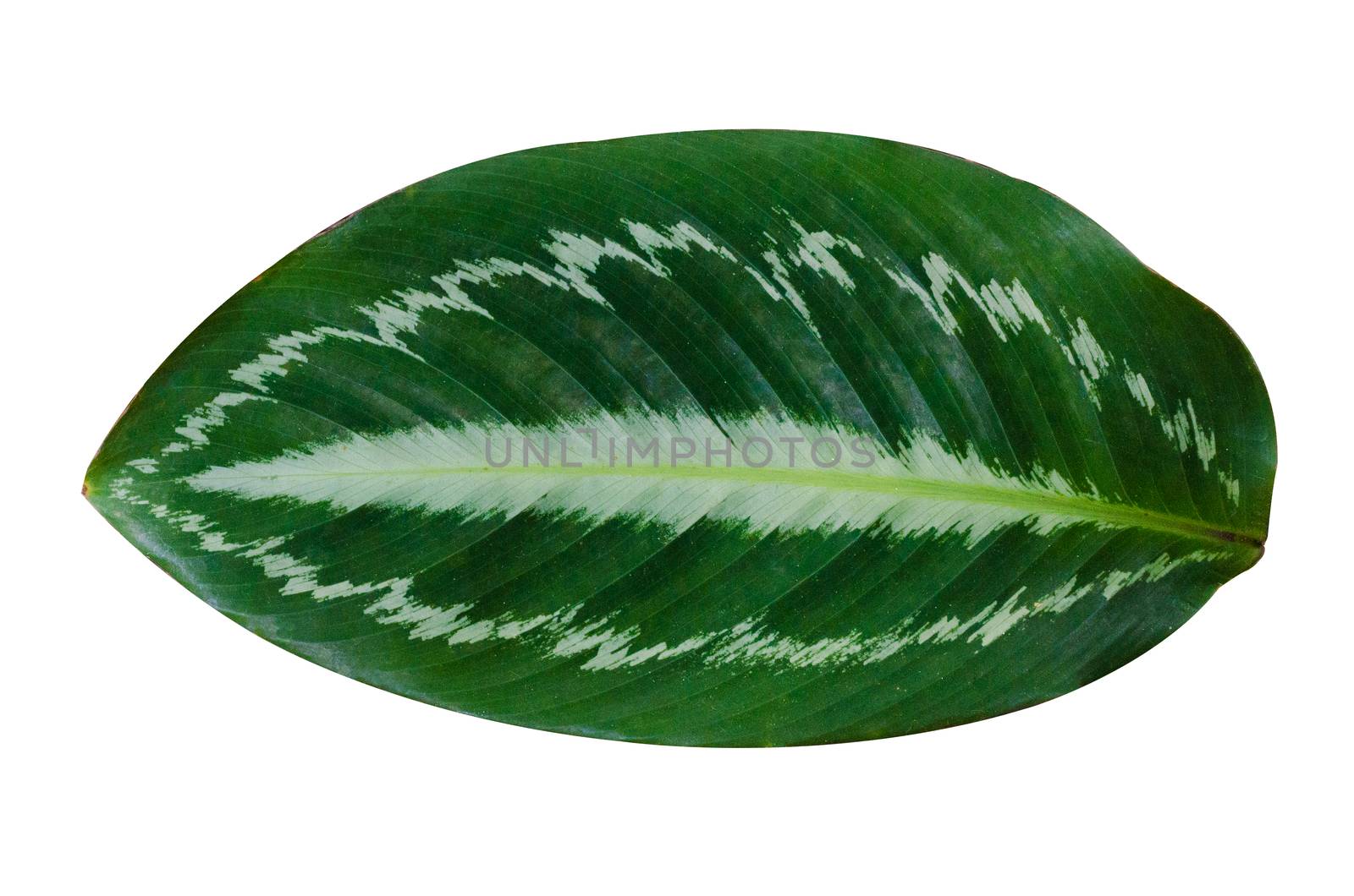 Leaves Calathea ornata pin stripe background White Isolate by sarayut_thaneerat