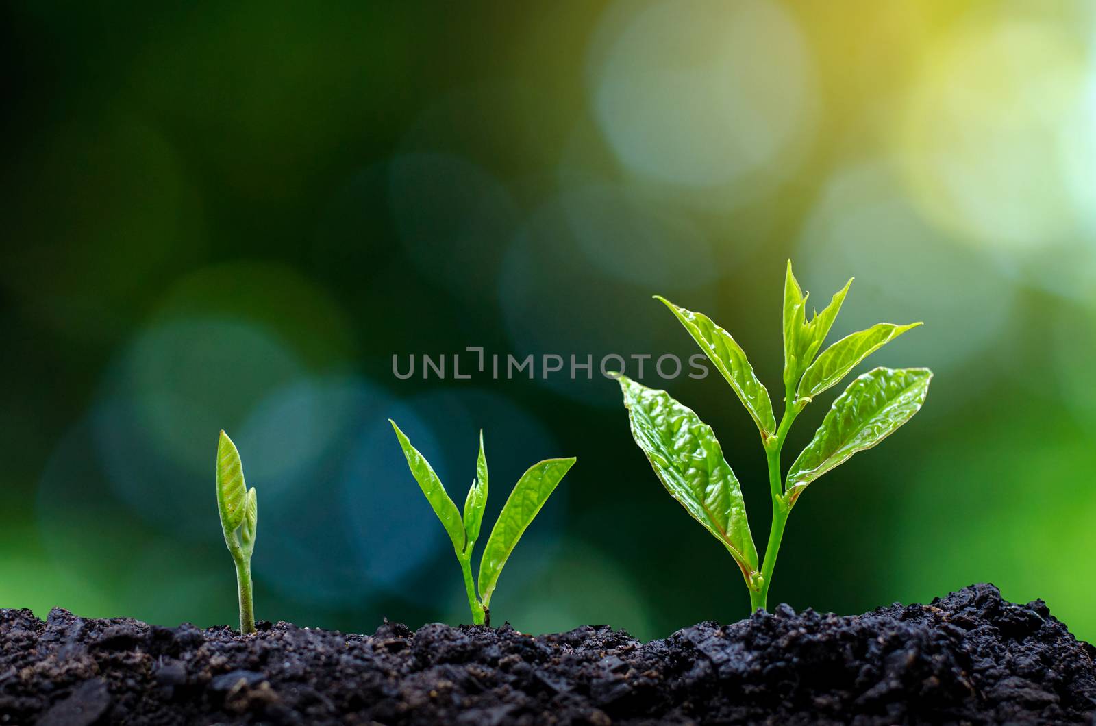 Development of seedling growth Planting seedlings young plant in the morning light on nature background