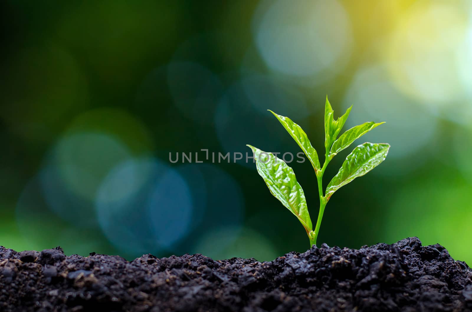 Development of seedling growth Planting seedlings young plant in the morning light on nature background by sarayut_thaneerat