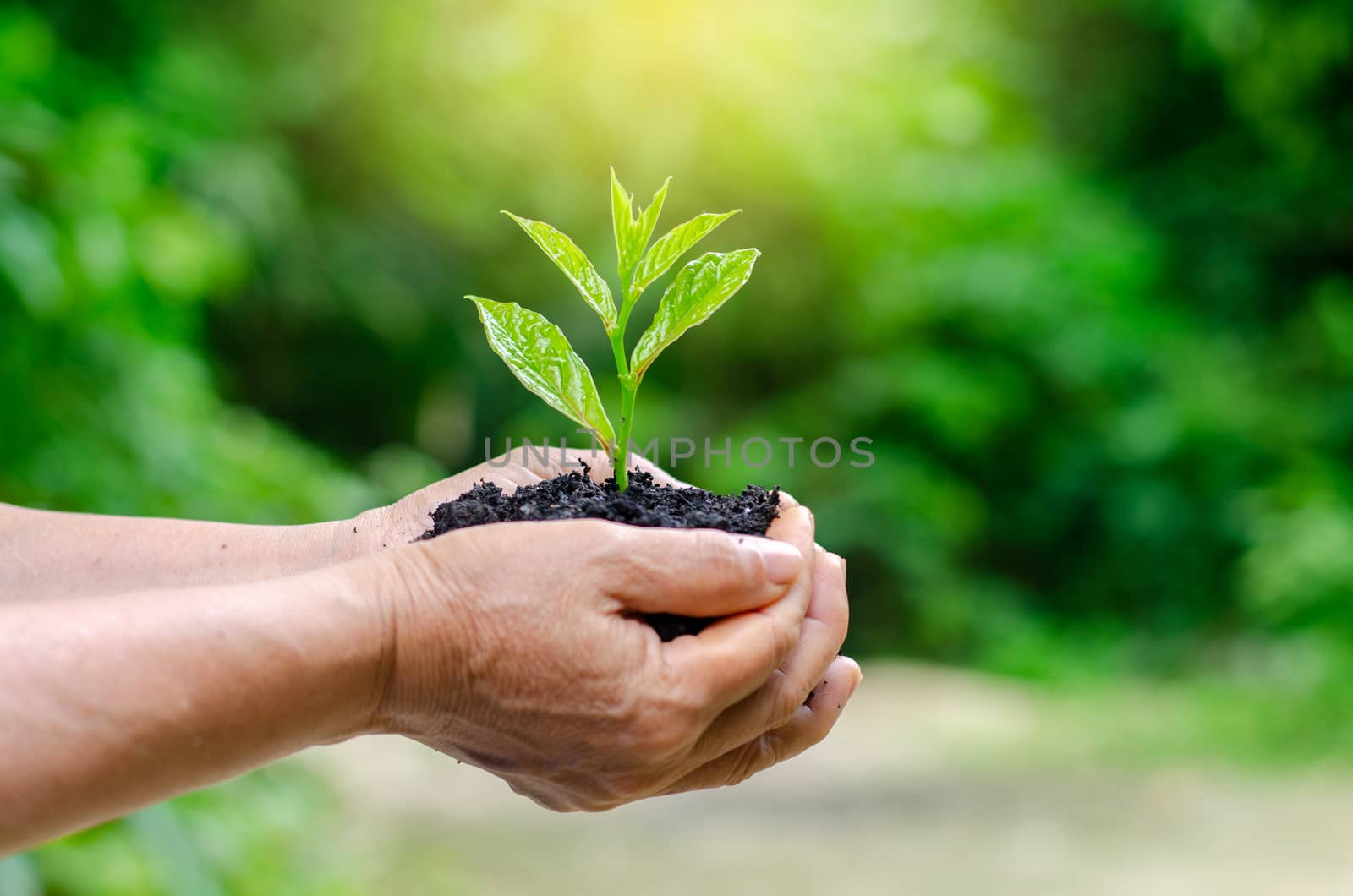 In the hands of trees growing seedlings. Bokeh green Background Female hand holding tree on nature field grass Forest conservation concept