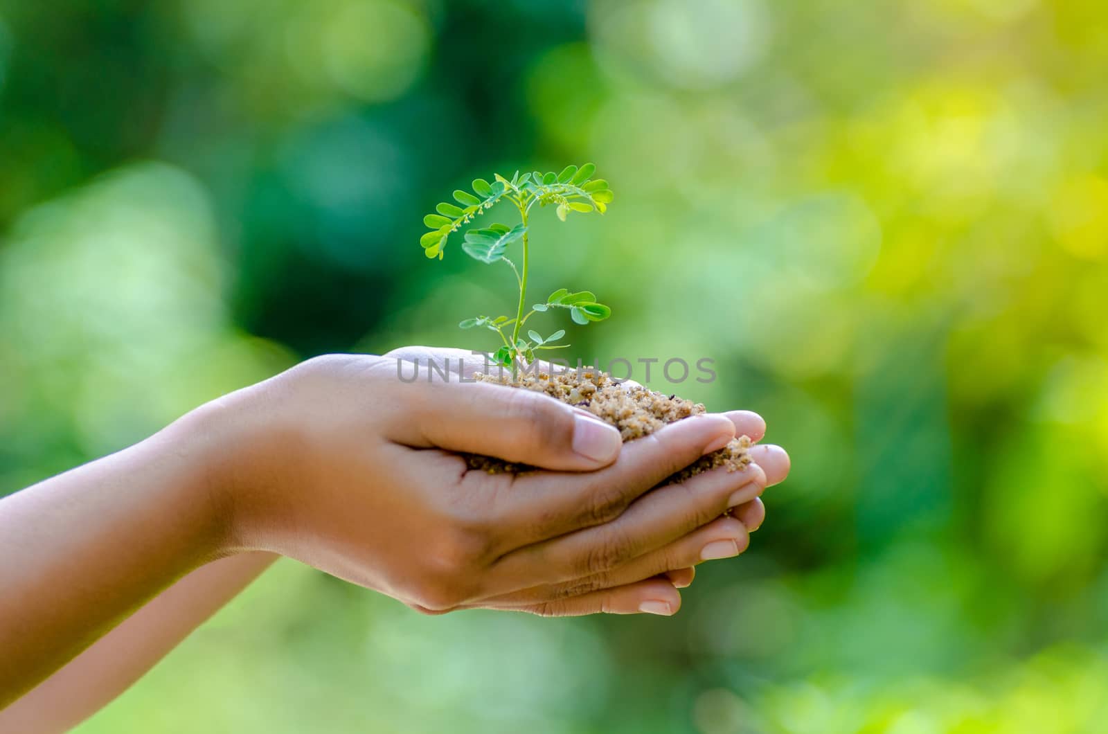 In the hands of trees growing seedlings. Bokeh green Background Female hand holding tree on nature field grass Forest conservation concept by sarayut_thaneerat