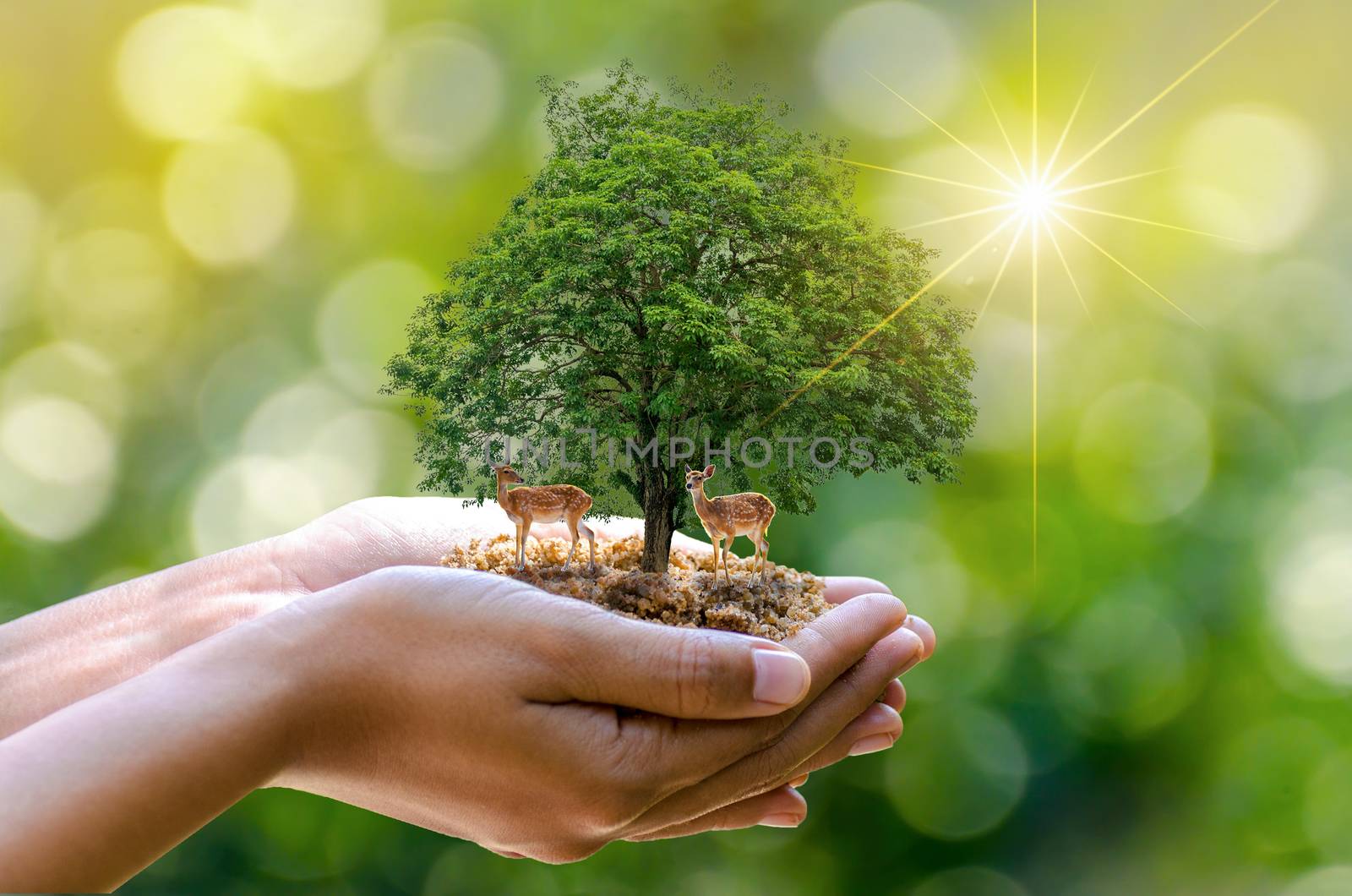 tree in the hands of trees growing seedlings. Bokeh green Background Female hand holding tree on nature field grass Forest conservation concept Two deer standing under a tree with sunlight.