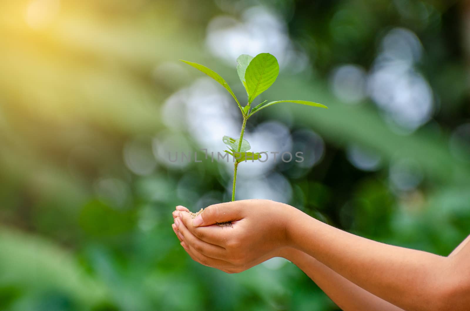 In the hands of trees growing seedlings. Bokeh green Background Female hand holding tree on nature field grass Forest conservation concept by sarayut_thaneerat