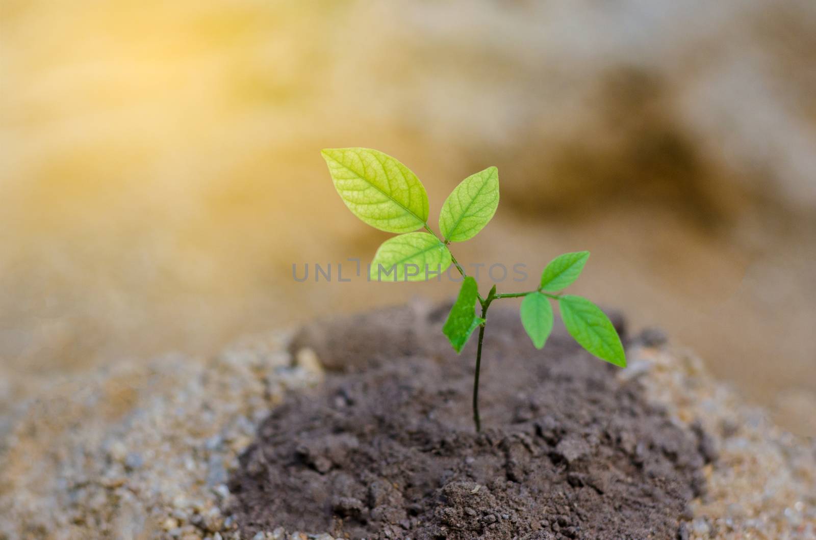 Arid soil sapling Nature Conservation Prevention Global Warming by sarayut_thaneerat