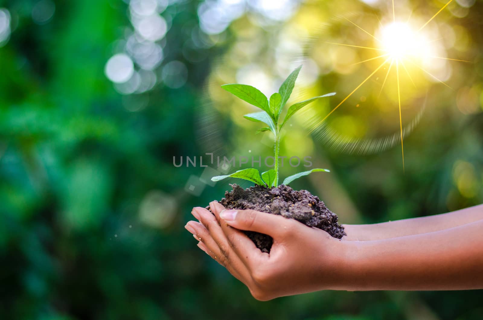 Earth Day In the hands of trees growing seedlings. Bokeh green Background Female hand holding tree on nature field grass Forest conservation concept by sarayut_thaneerat