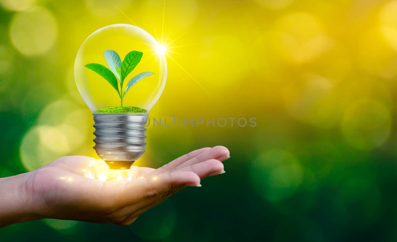 The forest and the trees are in the light. Concepts of environmental conservation and global warming plant growing inside lamp bulb over dry soil in saving earth concept by sarayut_thaneerat