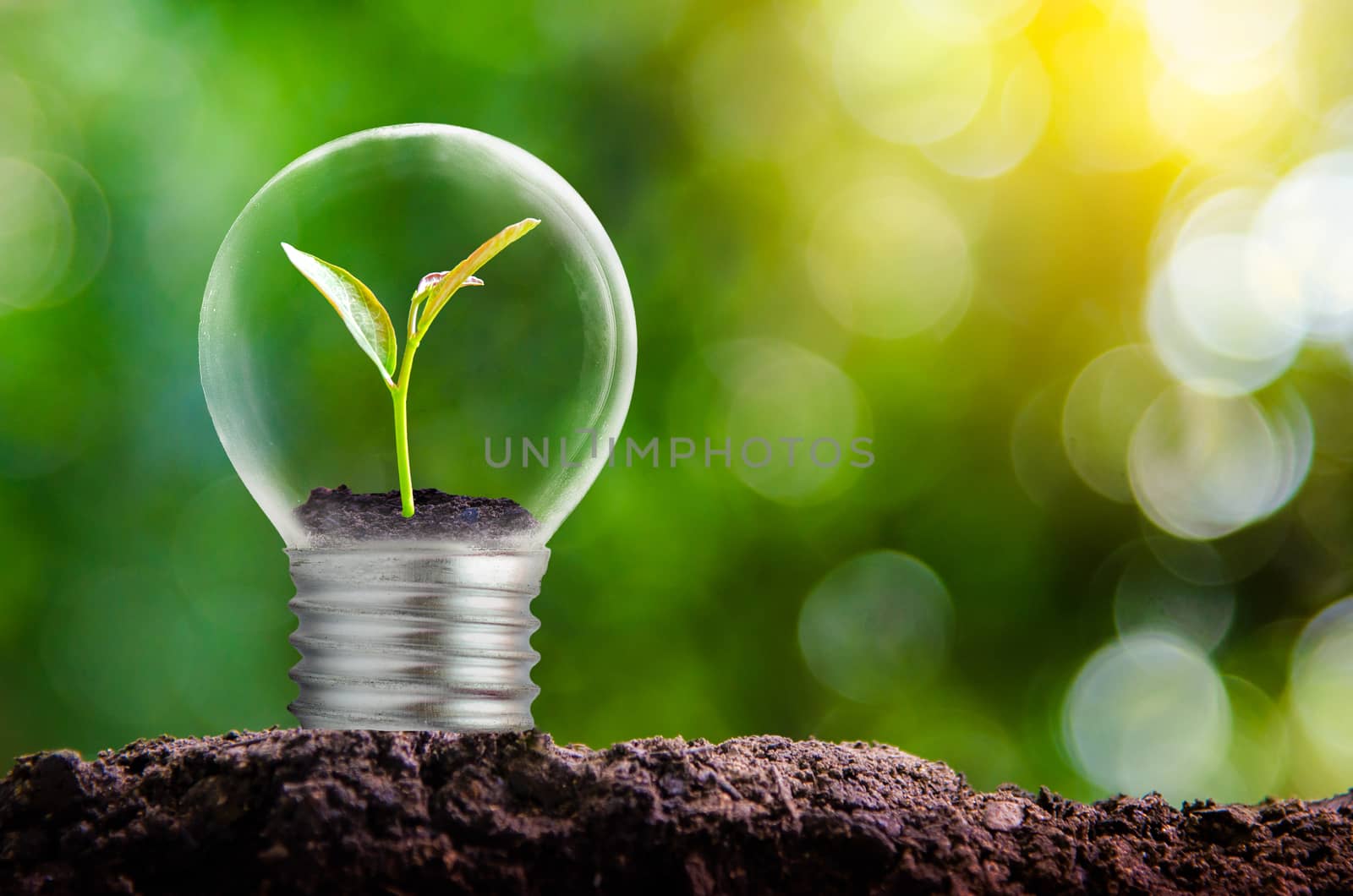 The bulb is located on the inside with leaves forest and the trees are in the light. Concepts of environmental conservation and global warming plant growing inside lamp bulb over dry by sarayut_thaneerat