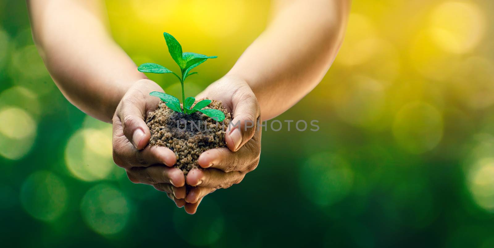 In the hands of trees growing seedlings. Bokeh green Background Female hand holding tree on nature field grass Forest conservation concept