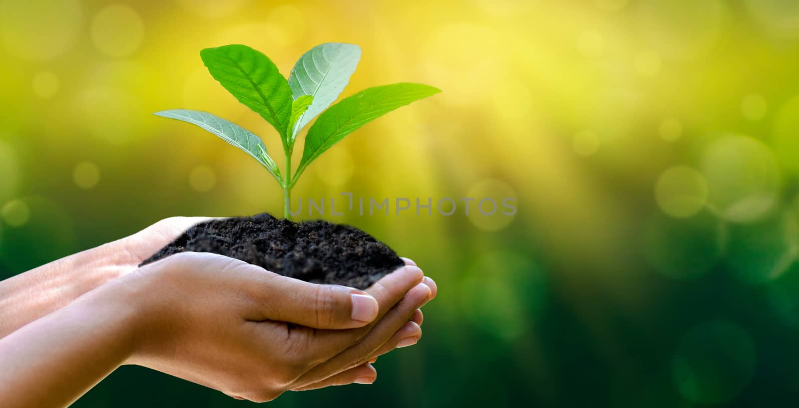 environment Earth Day In the hands of trees growing seedlings. Bokeh green Background Female hand holding tree on nature field grass Forest conservation concept by sarayut_thaneerat