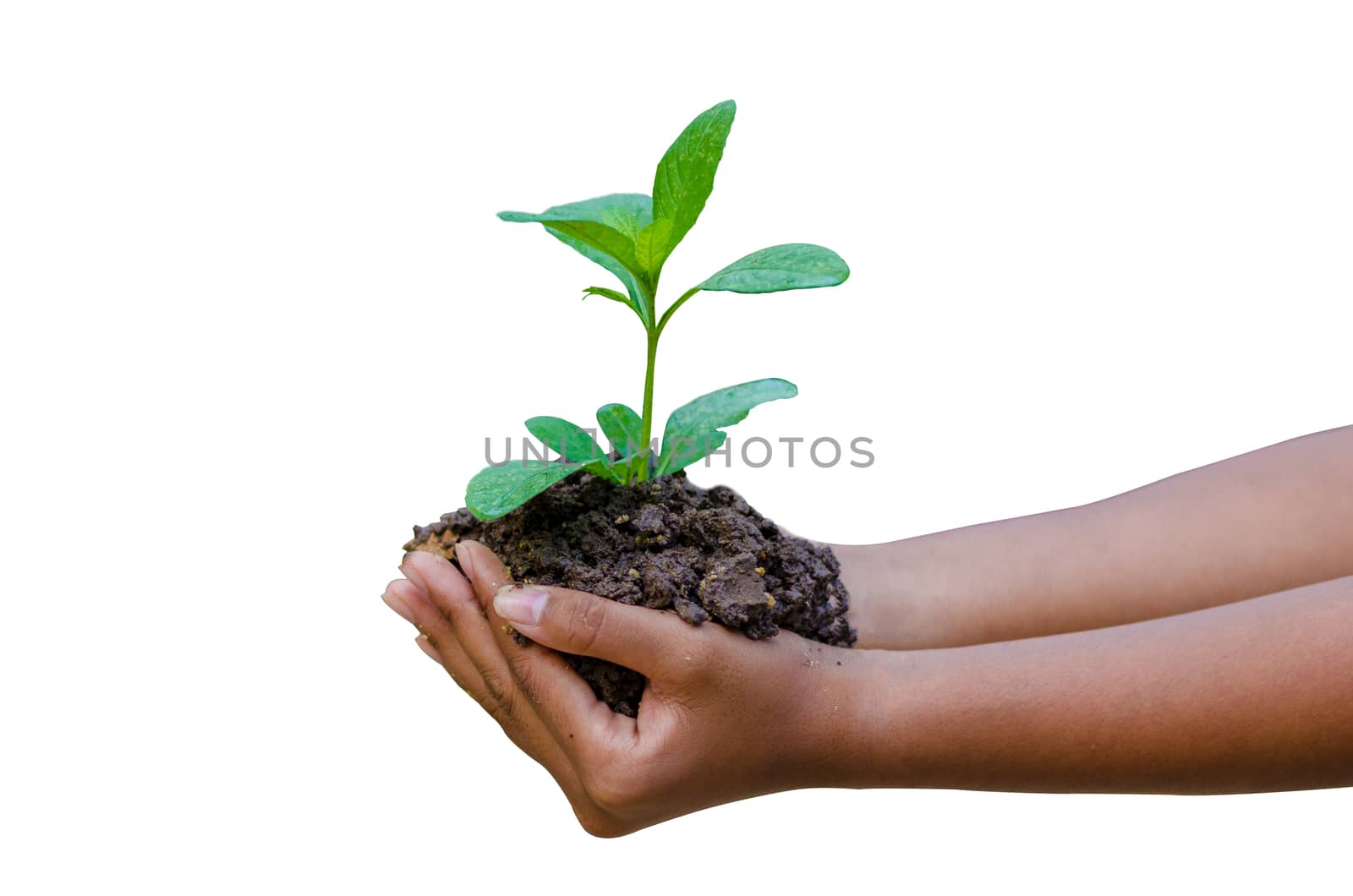 hand tree Isolate White background separated