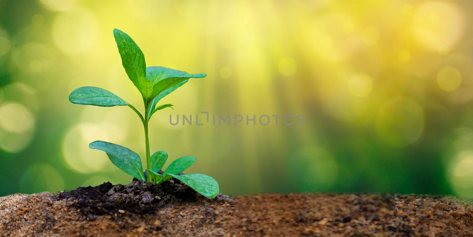 World Environment Day Planting seedlings young plant in the morning light on nature background by sarayut_thaneerat