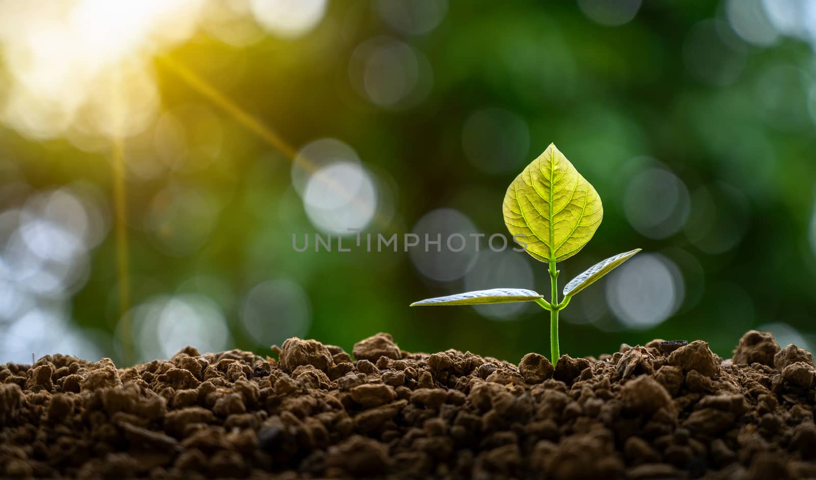 Development of seedling growth Planting seedlings young plant in the morning light on nature background by sarayut_thaneerat