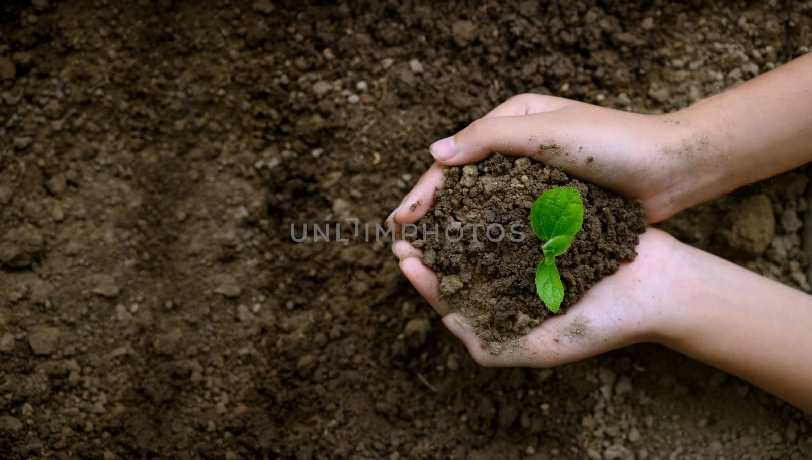 environment Earth Day In the hands of trees growing seedlings. Bokeh green Background Female hand holding tree on nature field grass Forest conservation concept