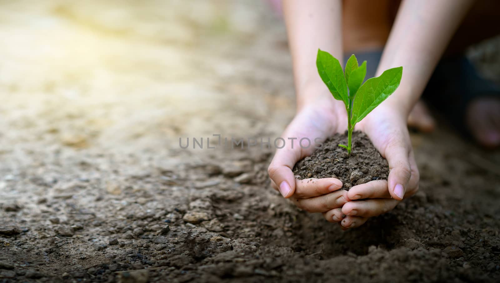 environment Earth Day In the hands of trees growing seedlings. Bokeh green Background Female hand holding tree on nature field grass Forest conservation concept