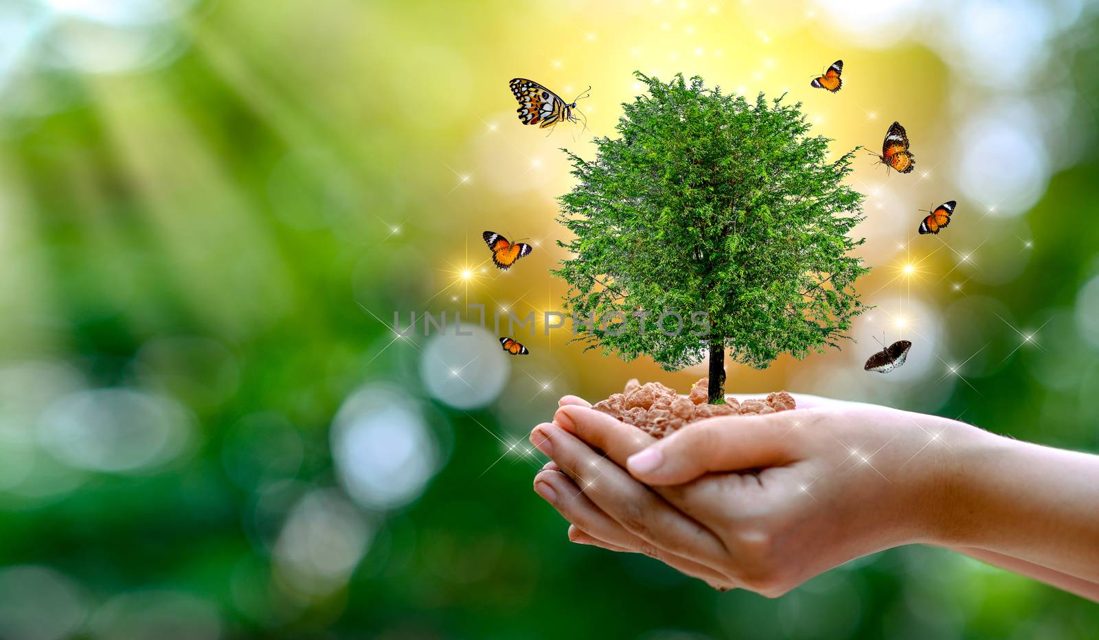 environment Earth Day In the hands of trees growing seedlings. Bokeh green Background Female hand holding tree on nature field grass Forest conservation concept by sarayut_thaneerat