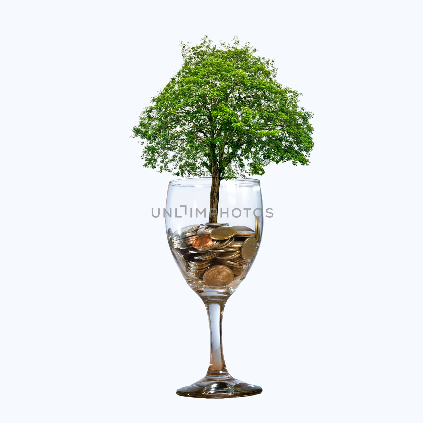 tree Coin glass Isolate hand Coin tree The tree grows on the pile. Saving money for the future. Investment Ideas and Business Growth