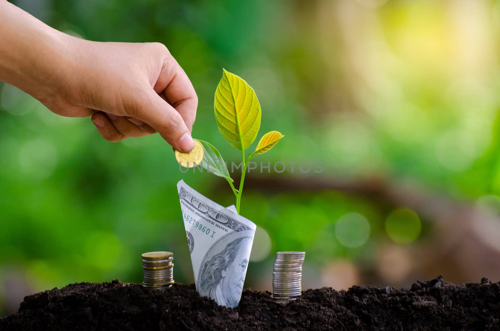 hand Put money Bottle Banknotes tree Image of bank note with plant growing on top for business green natural background money saving and investment financial concept