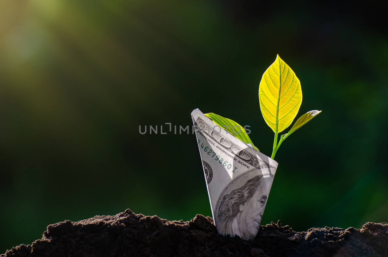 Banknotes tree Image of bank note with plant growing on top for business green natural background money saving and investment financial concept by sarayut_thaneerat