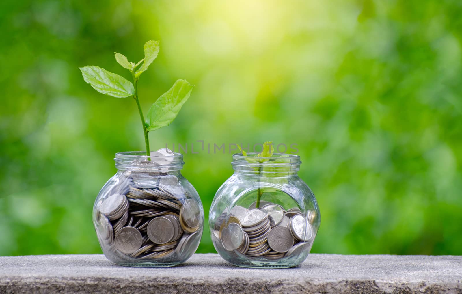 Coin tree Glass Jar Plant growing from coins outside the glass jar on blurred green natural background money saving and investment financial concept