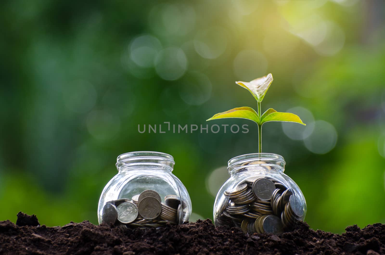 money Bottle Banknotes tree Image of bank note with plant growing on top for business green natural background money saving and investment financial concept