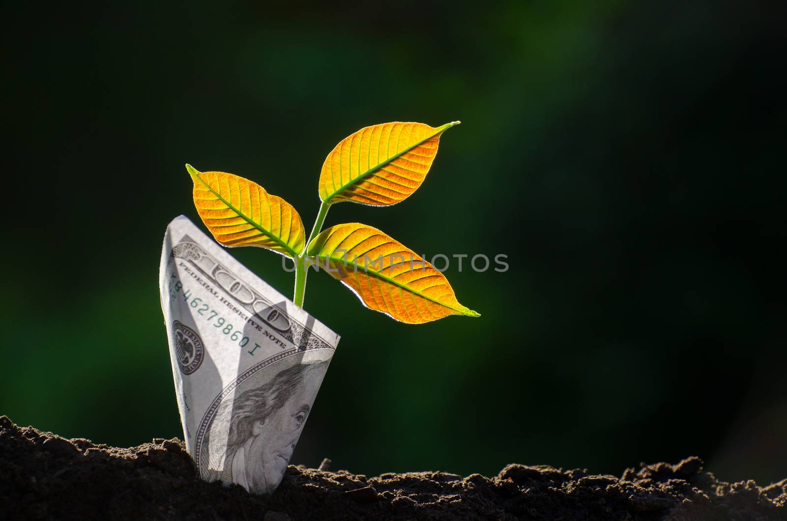 Banknotes tree Image of bank note with plant growing on top for business green natural background money saving and investment financial concept