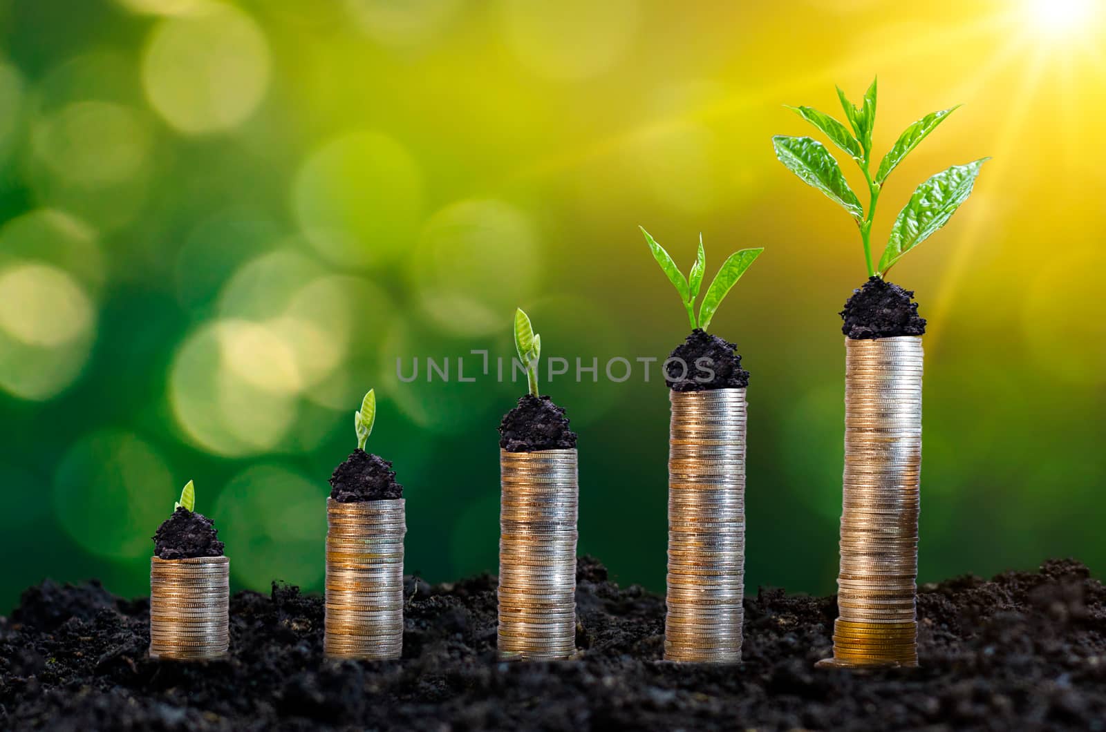 Money growth Saving money. Upper tree coins to shown concept of growing business