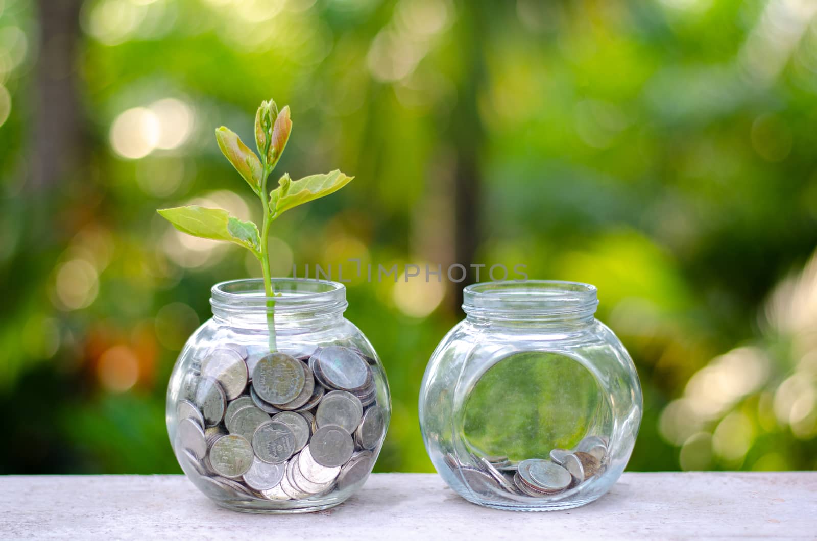 Coin tree Glass Jar Plant growing from coins outside the glass jar on blurred green natural background money saving and investment financial concept